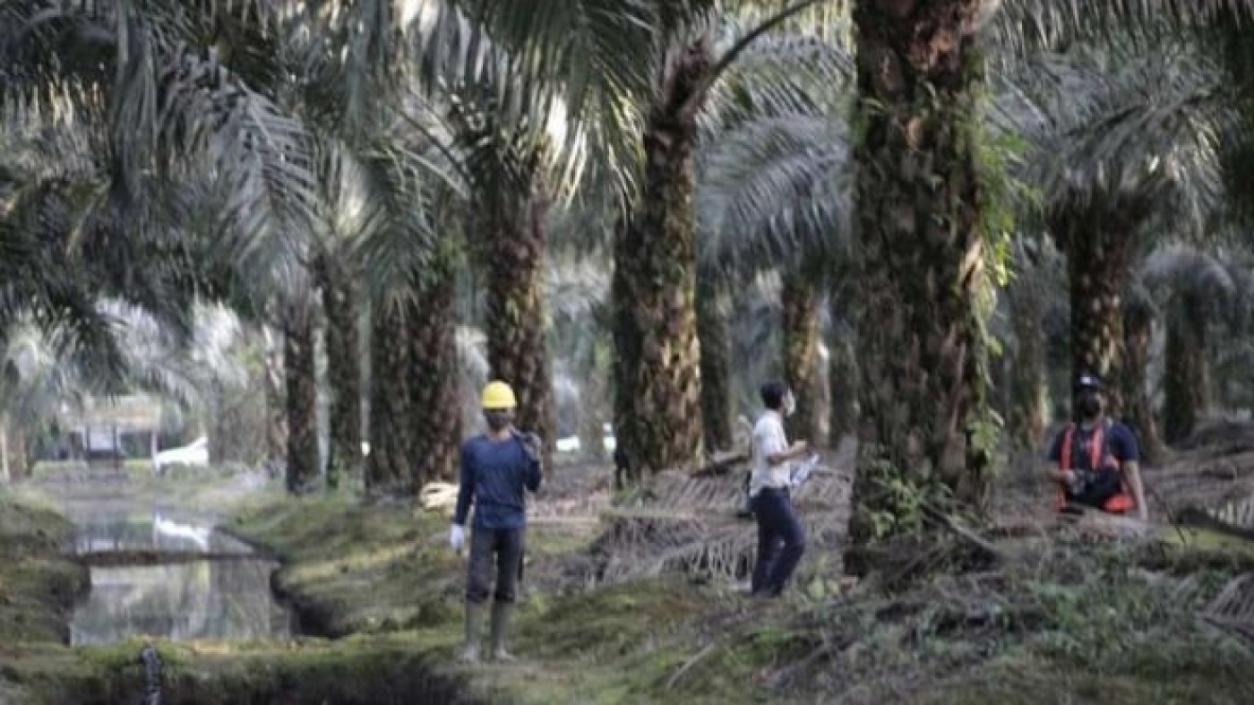Inovasi Bibit Unggul Bakrie Sumatera: Hasilkan 10 Ton CPO per Hektare