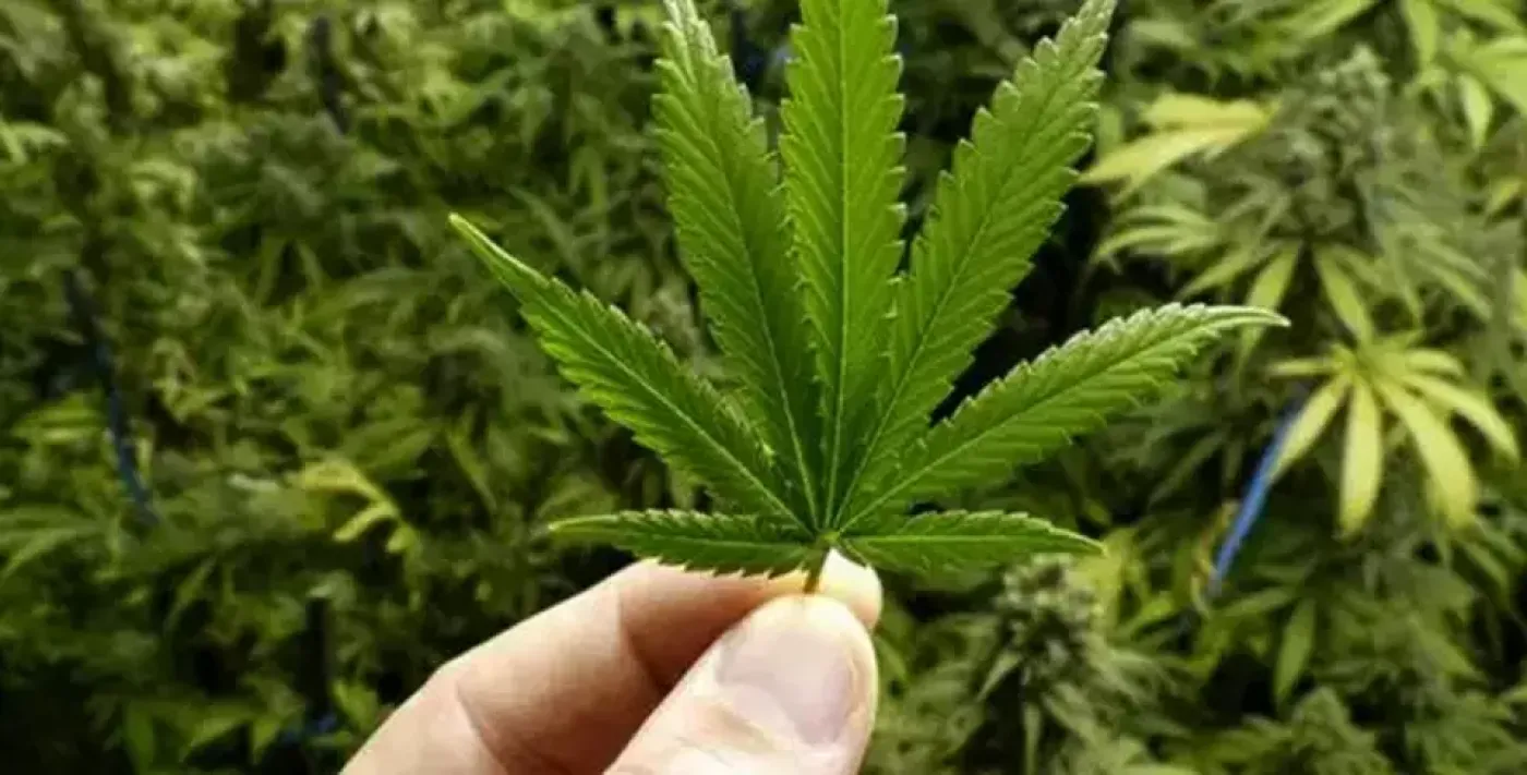Konsumsi Ganja Tingkatkan Risiko Strok dan Serangan Jantung: Temuan Baru
