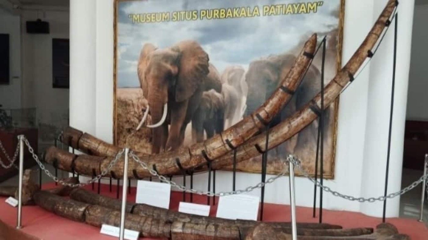 Fosil Gajah Purba Ditemukan Utuh di Patiayam, Kudus Siapkan Wisata Edukasi Fosil Gajah Purba Ditemukan Utuh di Patiayam, Kudus Siapkan Wisata Edukasi