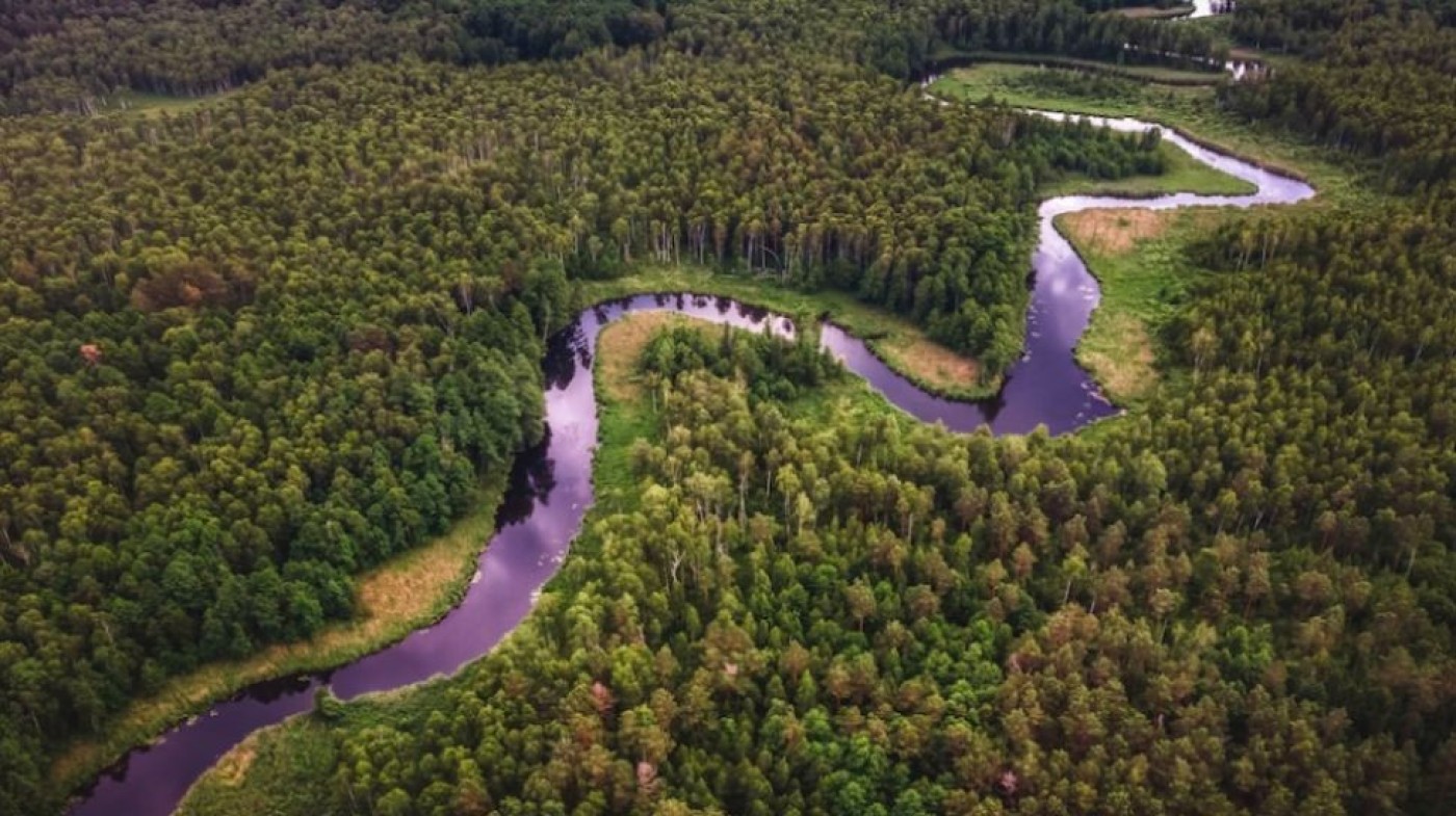 Riset: Sepertiga Hutan Dunia Hilang Sejak 2001, Apakah Masih Bisa Dipulihkan?
