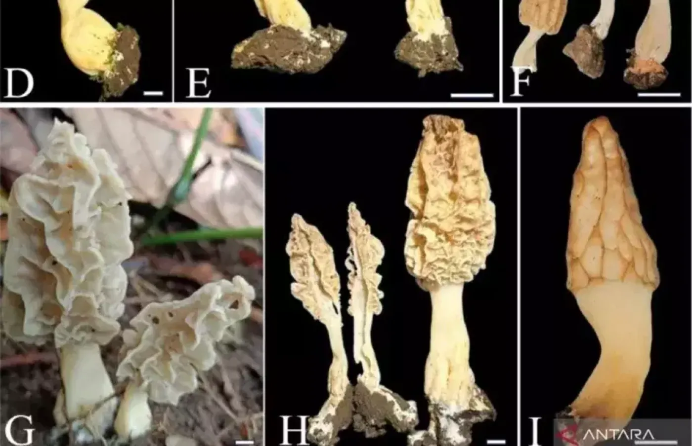 Peneliti BRIN Temukan Spesies Baru Jamur Morel di Rinjani, Temuan Langka!