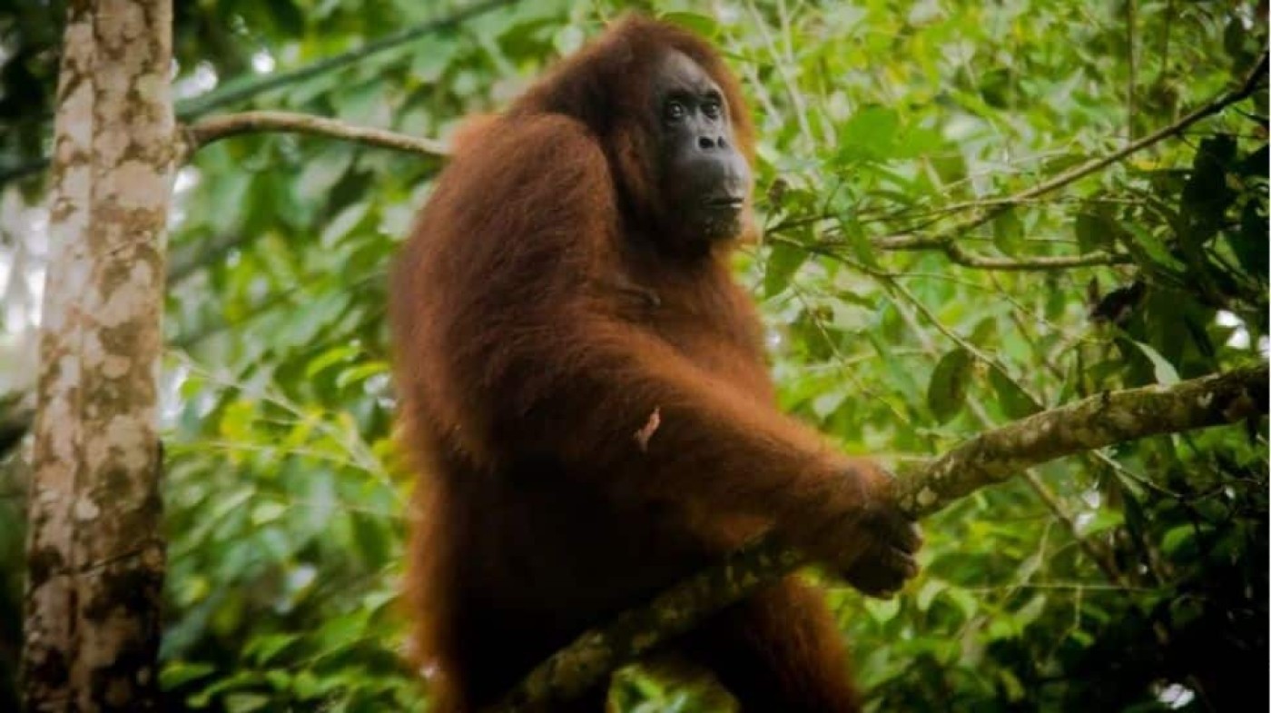 Kenapa Hilangnya Keanekaragaman Hayati Memperparah Krisis Iklim Global?