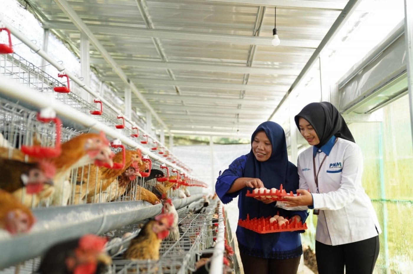 PNM Bantu Ekonomi dan Pangan dengan Pembagian 240 Ekor Ayam untuk Warga