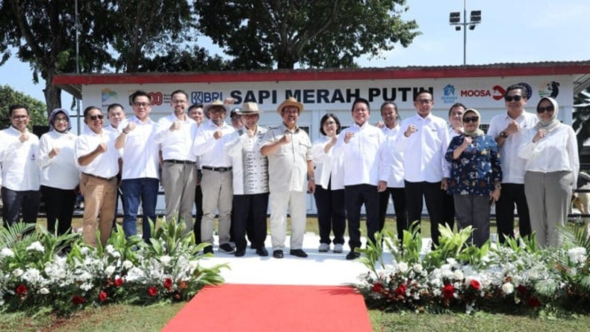 BRI Dukung Program Sapi Merah Putih, Percepat Swasembada Pangan Nasional