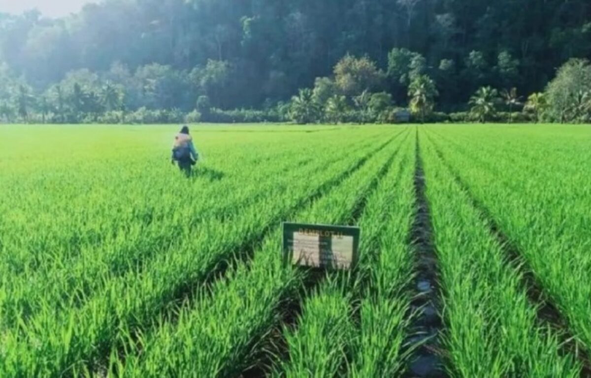 Jawa Tengah Optimistis Produksi Padi Naik Pasca Pemulihan Lahan Eks Banjir