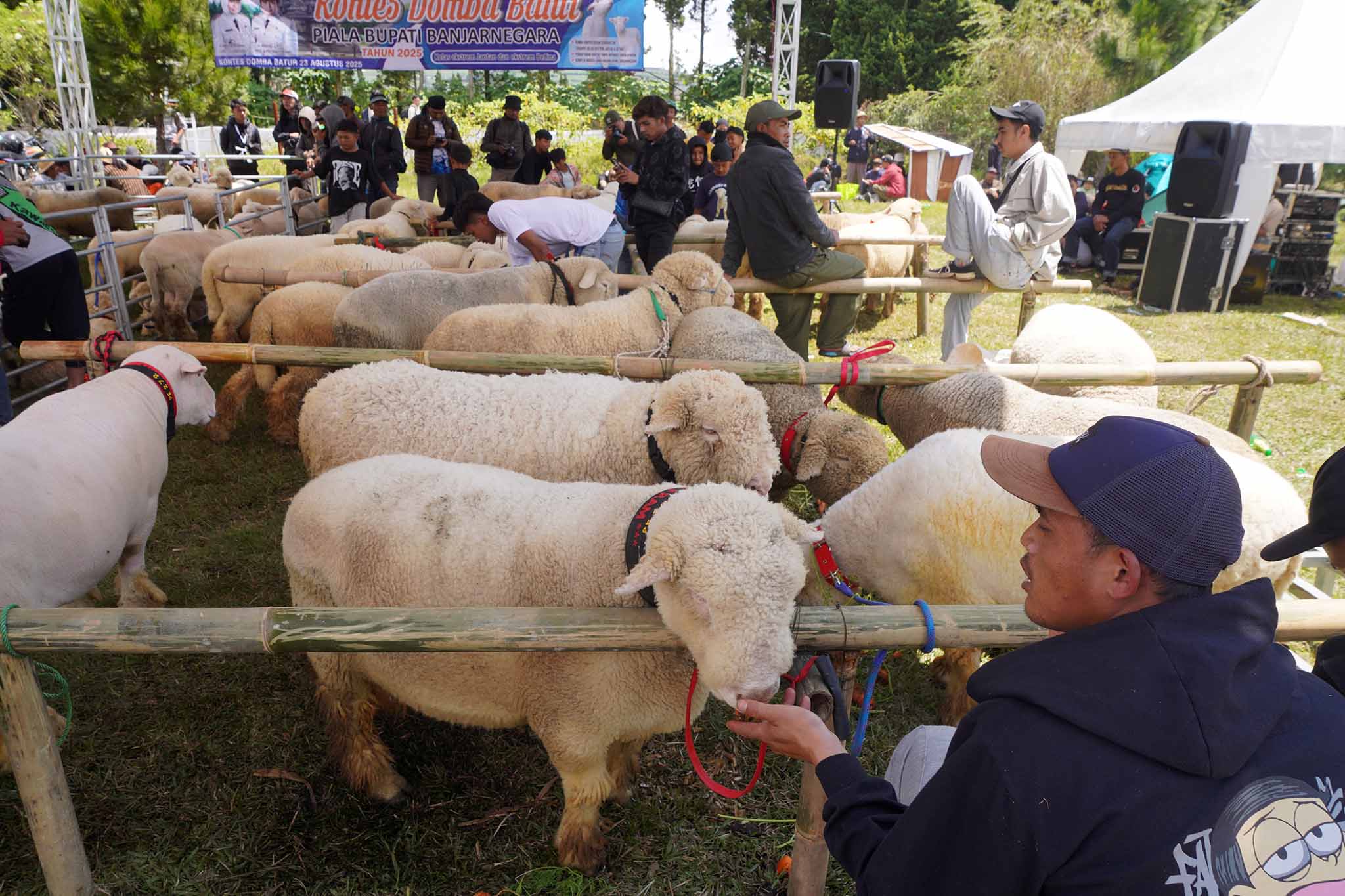 Kontes Domba Batur Meriahkan Dieng Culture Festival 2025, Ramai dan Seru