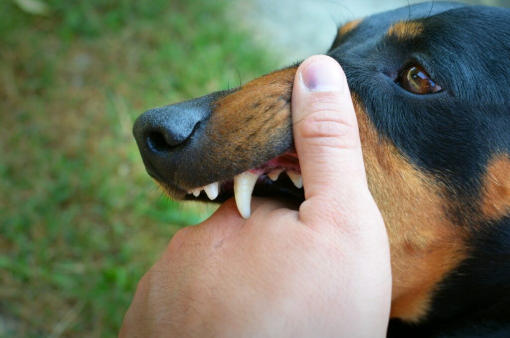 Cegah Rabies, Wali Kota Banjarmasin Larang Konsumsi Daging Anjing Secara Resmi