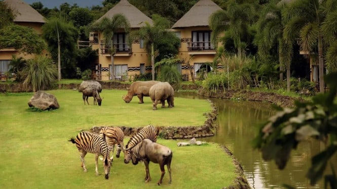 Tidur Bareng Zebra & Badak di Mara River Safari Lodge Bali, Sensasi Afrika di Indonesia!