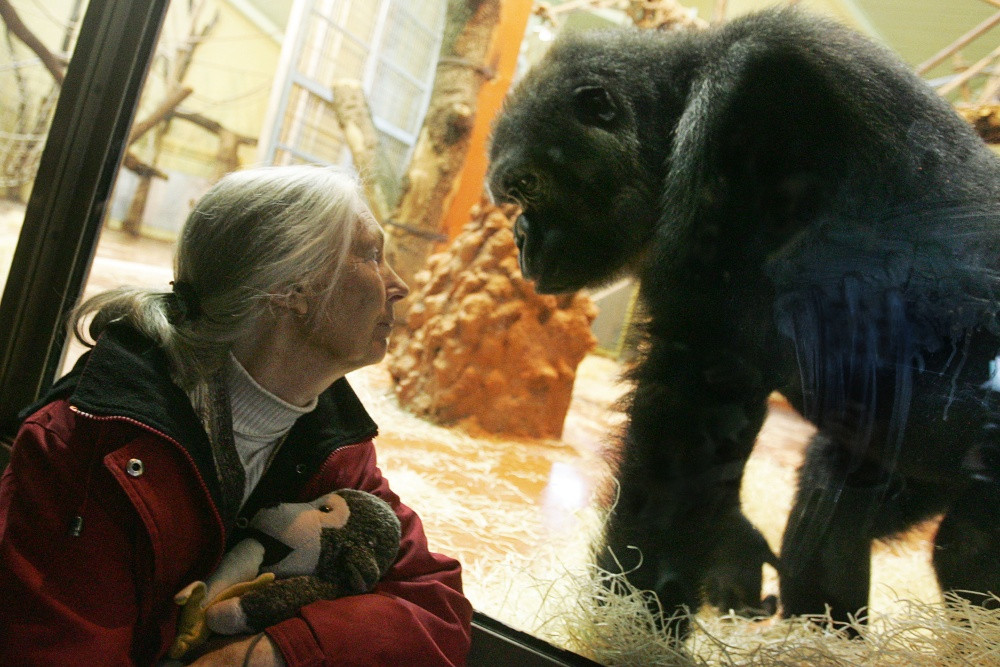 Resep Sehat Mendiang Jane Goodall Bekerja hingga Usia 91 Tahun