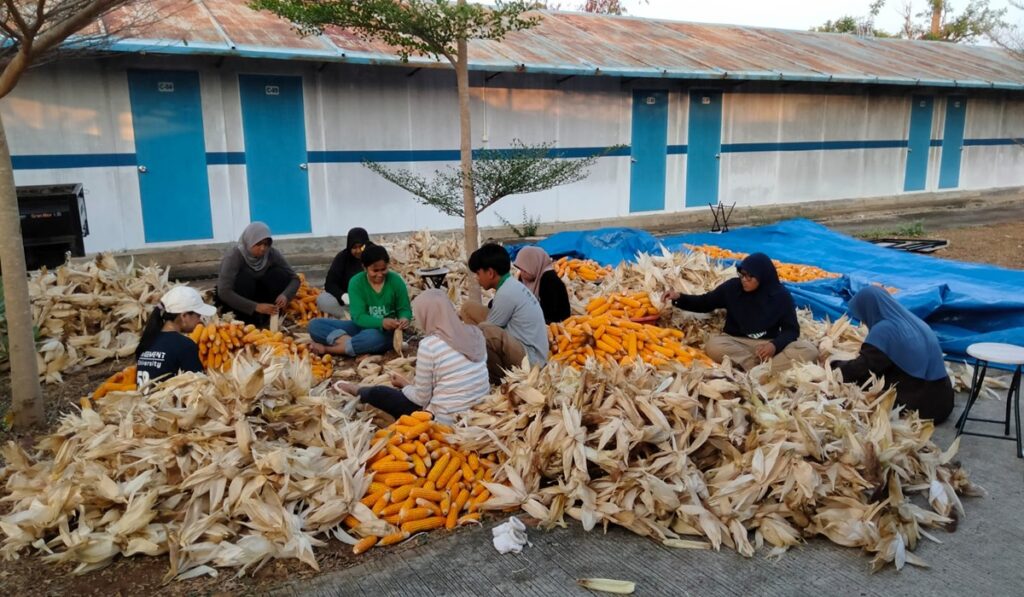 PLN Sulap Limbah Jagung Jadi Listrik, Petani Tuban Raih Tambahan Penghasilan