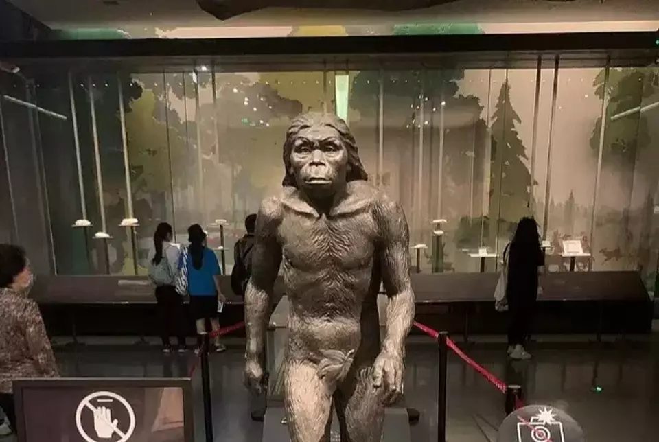 Homo Erectus Pulang Kampung: Fosil Manusia Jawa Kembali ke Indonesia Homo Erectus Pulang Kampung: Fosil Manusia Jawa Kembali ke Indonesia