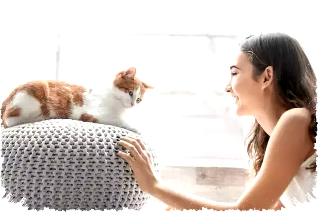 Sejarah Kucing: Awal Jadi Peliharaan dari Kapal Dagang yang Menumpang, Terkuak!