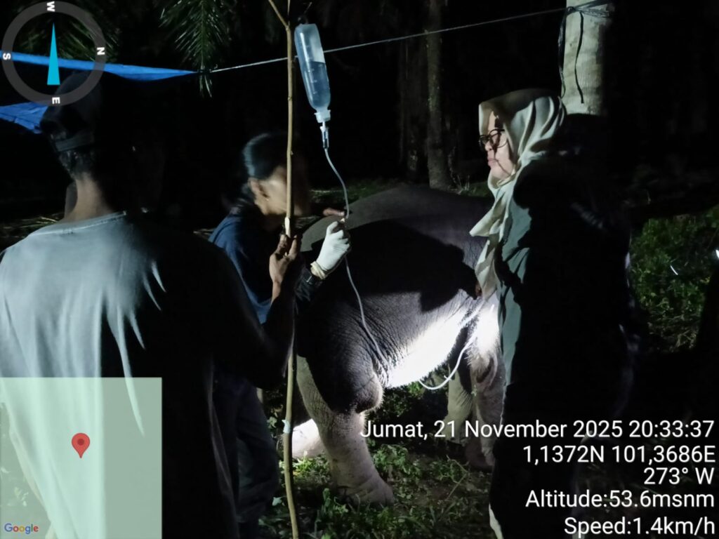Anak Gajah Laila di Riau Tiba-tiba Mati Mendadak, Sempat Menjerit Sebelum Gugur