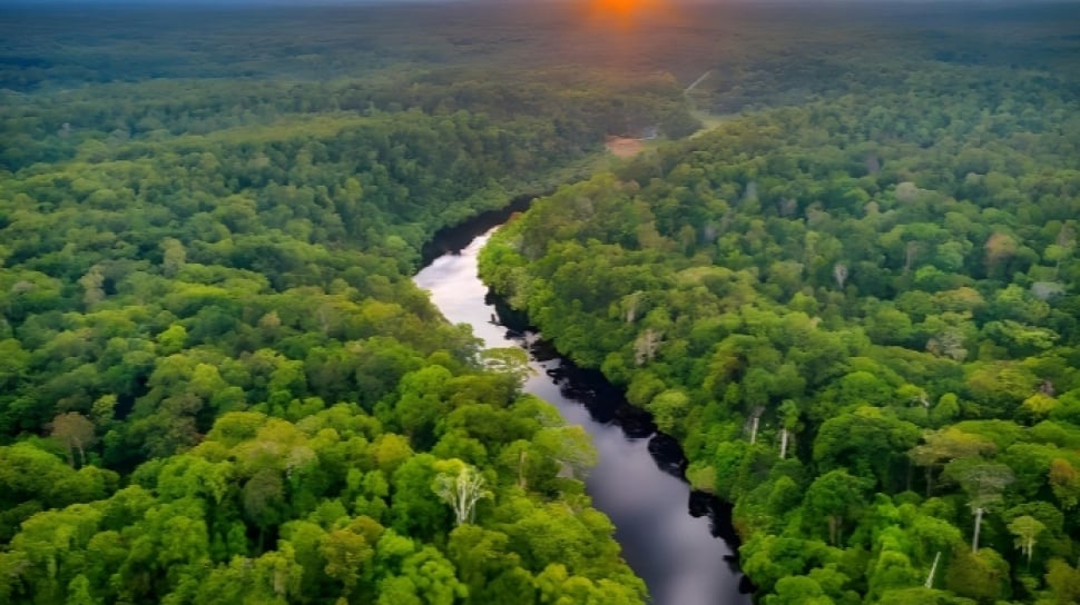 Krisis Iklim Memperparah Penurunan Kemampuan Hutan Menyerap Karbon Global Krisis Iklim Memperparah Penurunan Kemampuan Hutan Menyerap Karbon Global