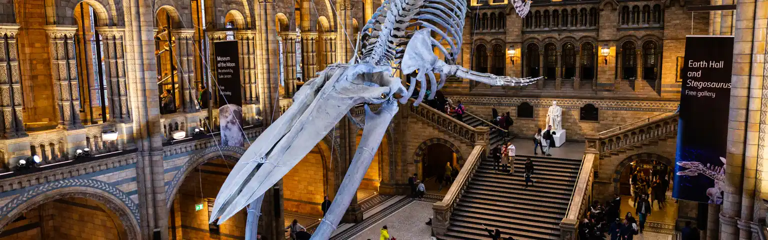 Panduan Lengkap Mengunjungi Natural History Museum London: Tips, Atraksi & Fakta Menarik