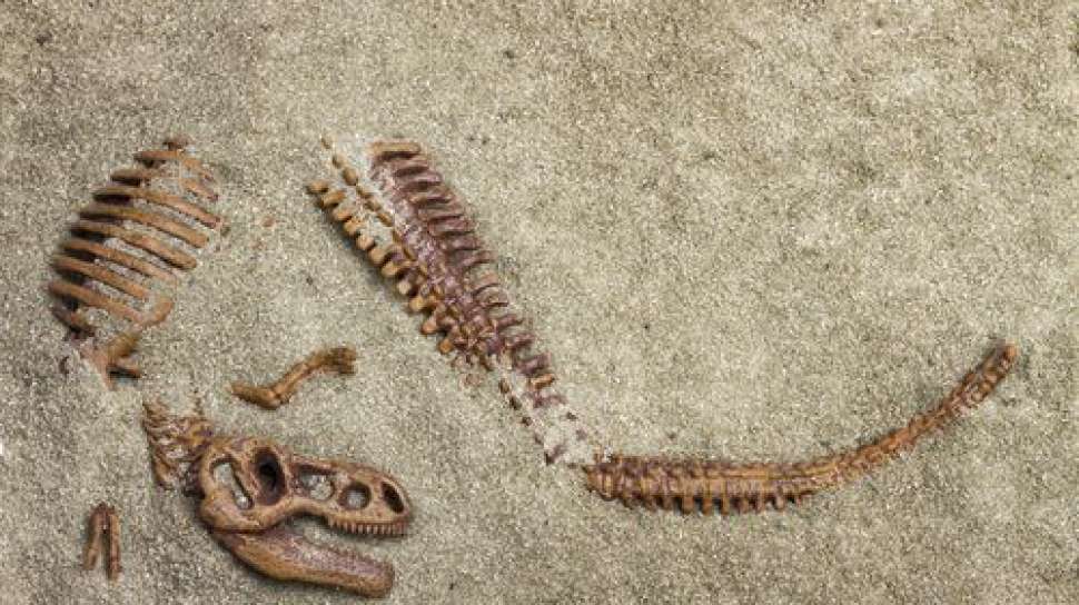 Cedera Ekor Hadrosaurus Ungkap Cara Baru Bedakan Dinosaurus Jantan dan Betina