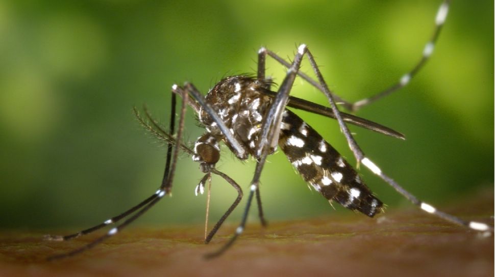 Indonesia di Ambang Krisis Dengue: Mungkinkah Target Zero Kematian Terwujud 2030?