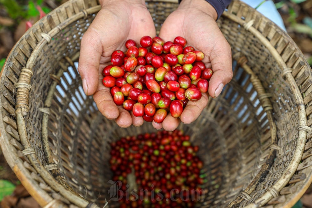Kopi Bisa Redakan Sembelit: Mitos atau Fakta? Simak Penjelasan Medis Terbarunya