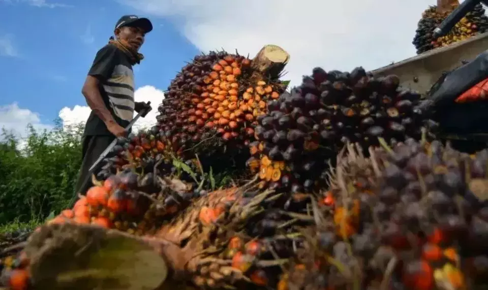 Fungsi Hutan yang Sulit Tergantikan oleh Perkebunan Kelapa Sawit: Apa Penyebabnya?