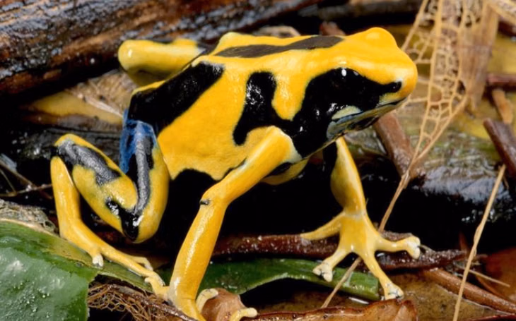 5 Satwa Kecil dengan Bahaya Besar, Waspada Meski Ukurannya Mini!