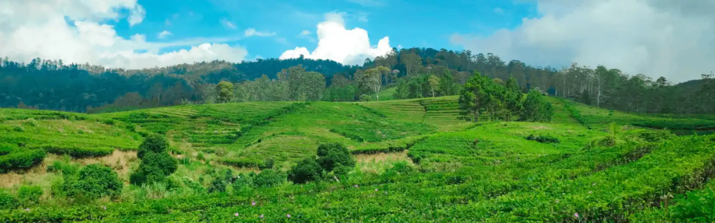 Menjelajah Keindahan Riung Gunung Pangalengan, Surga Tersembunyi di Balik Rimbunnya Kebun Teh