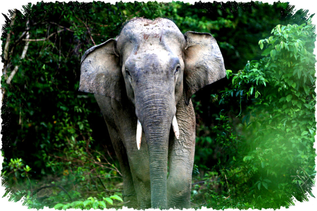 Mengapa Gajah Krusial untuk Kelestarian Hutan? Fakta dan Peran Ekosistem yang Vital
