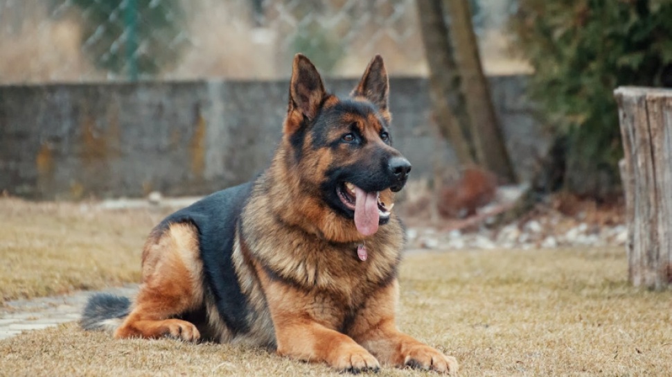 Studi Ungkap Jejak Genetik Serigala Masih Tertinggal di DNA Anjing Modern: Fakta dan Data Terbaru