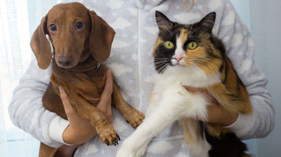 Studi Terbaru Ungkap Pemilik Peliharaan Percaya Anjing dan Kucing Miliki Emosi Studi Terbaru Ungkap Pemilik Peliharaan Percaya Anjing dan Kucing Miliki Emosi