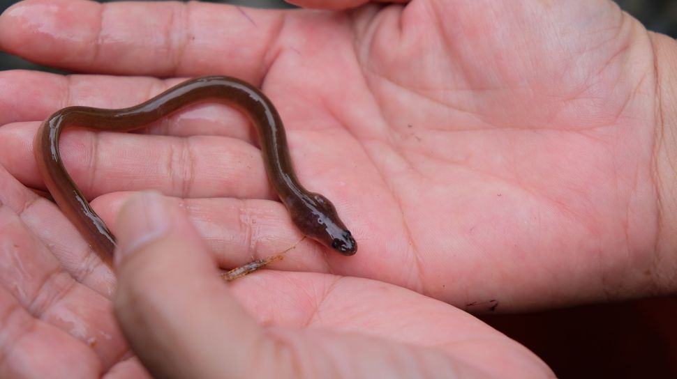 Ikan Sidat, Harta Karun Gizi Indonesia: Rahasia Nutrisi Tinggi dalam Susu Flyon