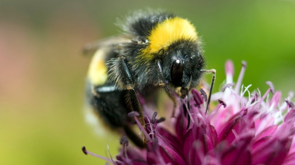 Studi Terbaru: Lebah Bumblebee Bisa Dilatih Mengenali dan Merespon Kode Morse