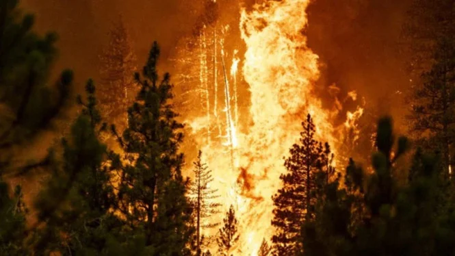 Kebakaran Hutan Hebat di Australia Timur: Belasan Rumah Hangus dan Evakuasi Warga