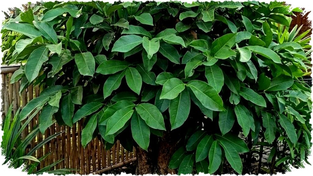 7 Tips Menanam Daun Salam dari Bibit hingga Tumbuh Rimbun, Rahasia Ibu Rumah Tangga Terbukti!