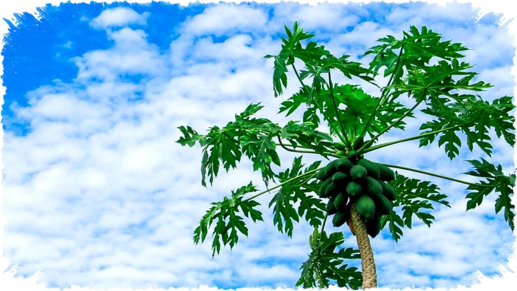 8 Buah Cepat Berbuah untuk Depan Rumah: Jeruk Nipis, Pepaya, Jambu Air & Lainnya!