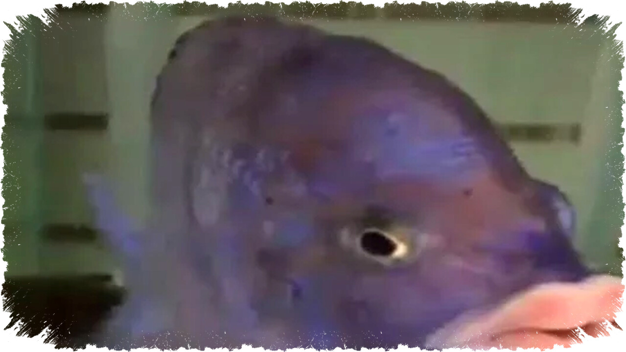 Keunikan Mdoka White Lips: Cichlid Bibir Putih Endemik Danau Malawi yang Estetis dan Damai