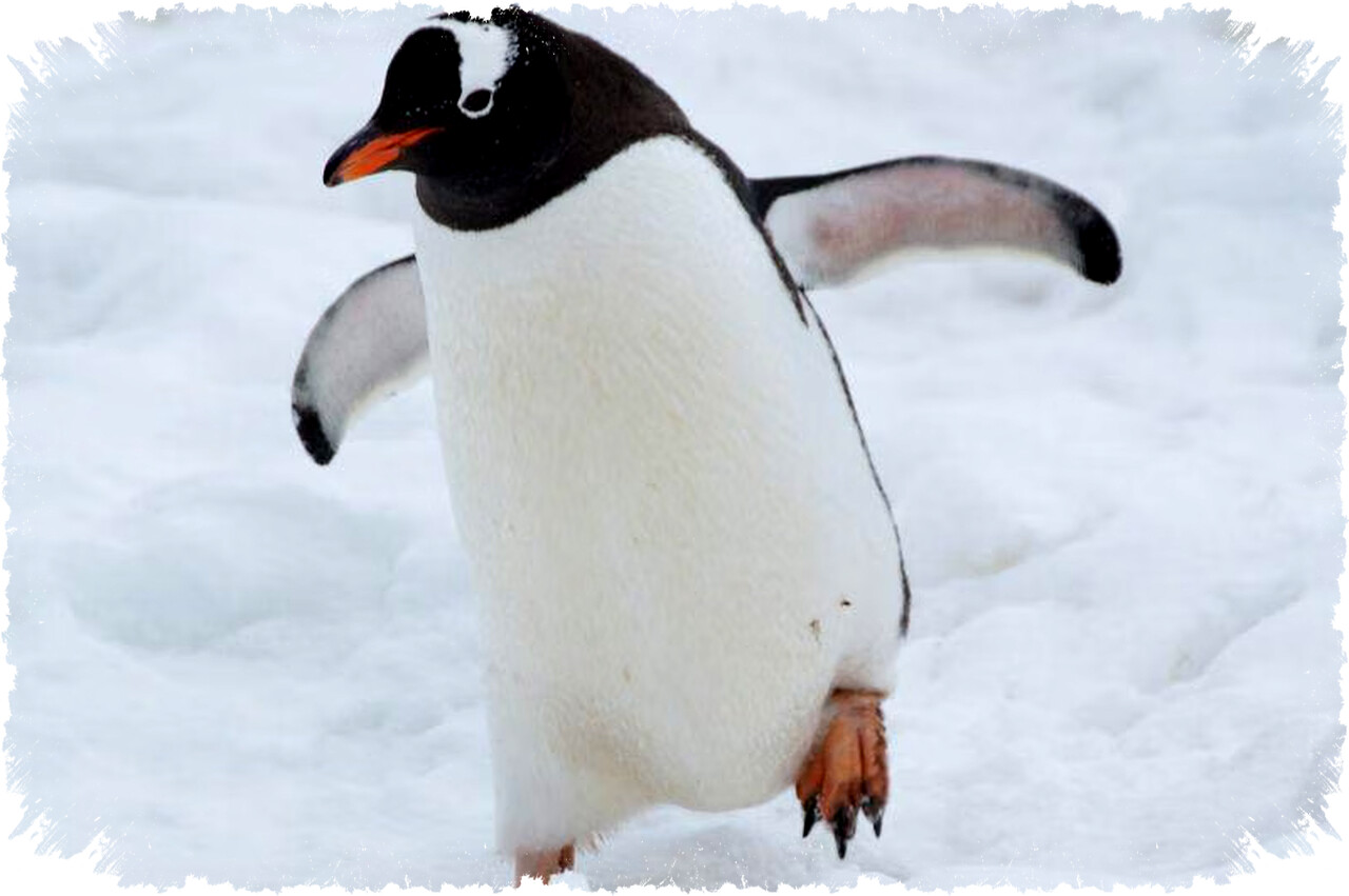 Kenapa Penguin Memisahkan Diri dari Koloni? Ini Penjelasan Biologis & Lingkungan, Bukan Nihilis Kenapa Penguin Memisahkan Diri dari Koloni? Ini Penjelasan Biologis & Lingkungan, Bukan Nihilis