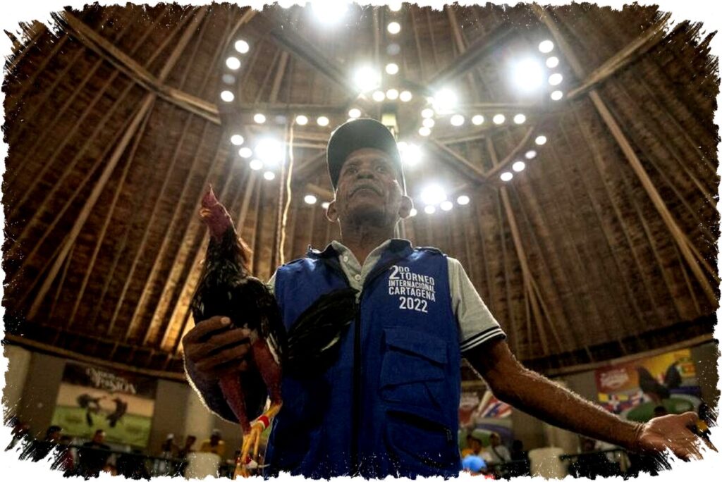 Kontroversi Adu Ayam di Kolombia Jelang Pelarangan: Malam Berdarah di Cartagena Terjadi