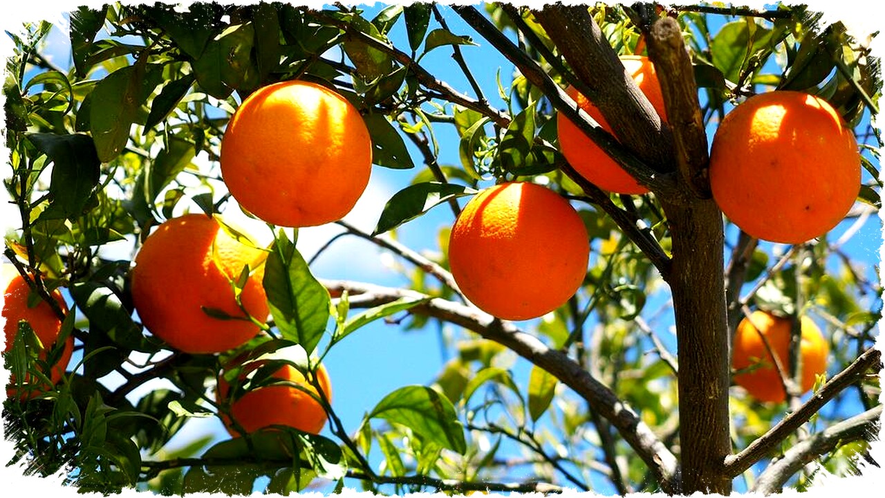 7 Jenis Pohon Buah Pendek & Mudah Dipangkas, Ideal untuk Halaman Kecil dan Pekarangan Rumah