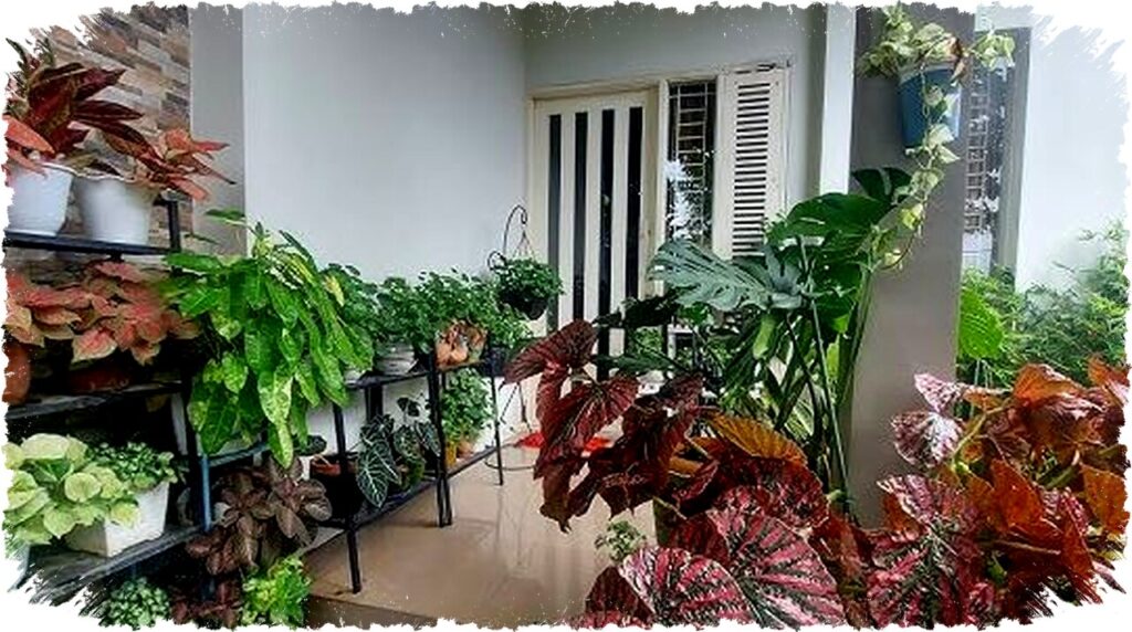 5 Tanaman Unik & Cantik untuk Estetika Rumah: Dari Paku Hingga Kantong Semar Mudah Dirawat