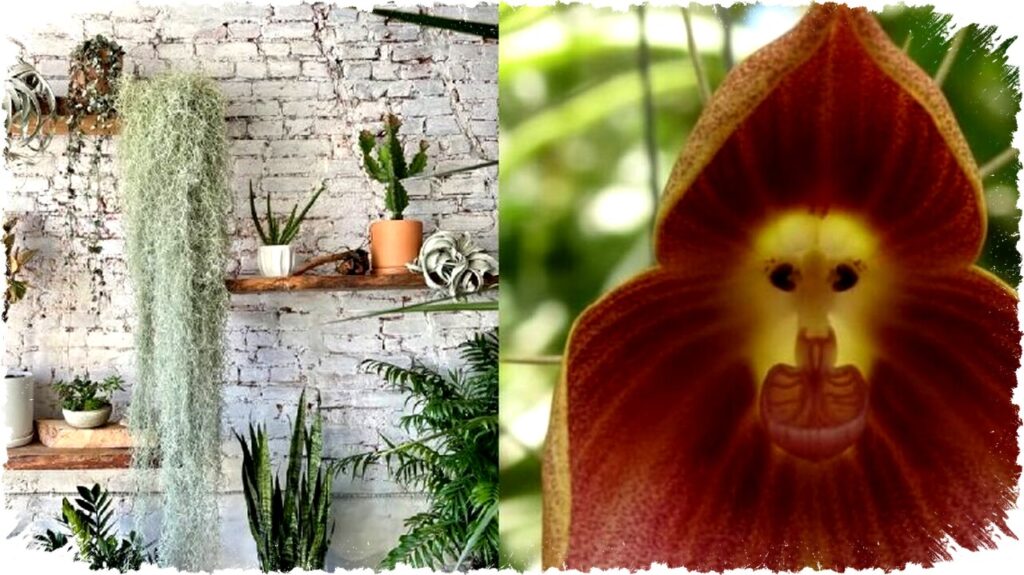 5 Tanaman Unik dan Cantik untuk Dekorasi Rumah Estetik, Mudah Dirawat & Langka