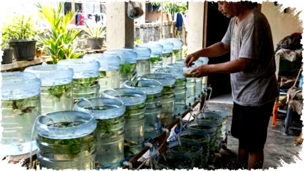 Jenis Ikan Kecil untuk Budidaya di Galon Bekas, Perawatan Mudah & Cocok Usaha Rumahan