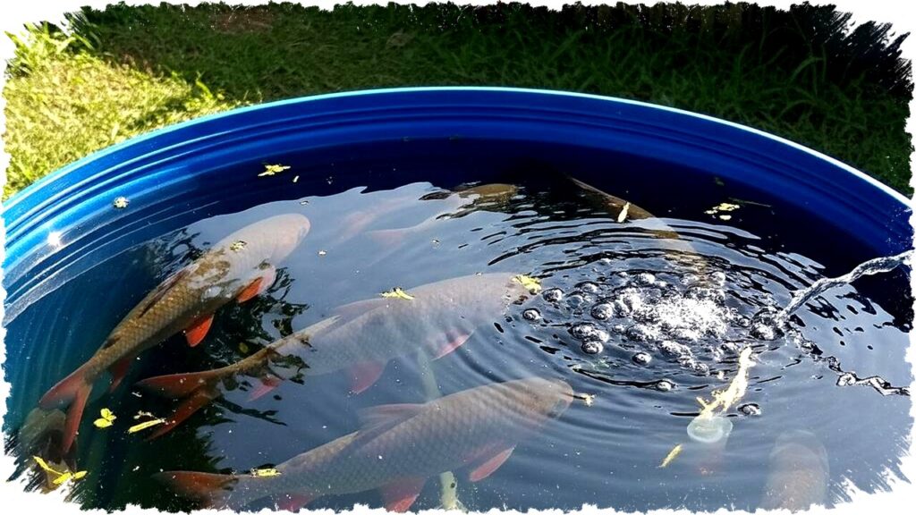 6 Cara Praktis Ternak Ikan Tawes di Ember untuk Pemula, Mudah dan Hemat Tempat!