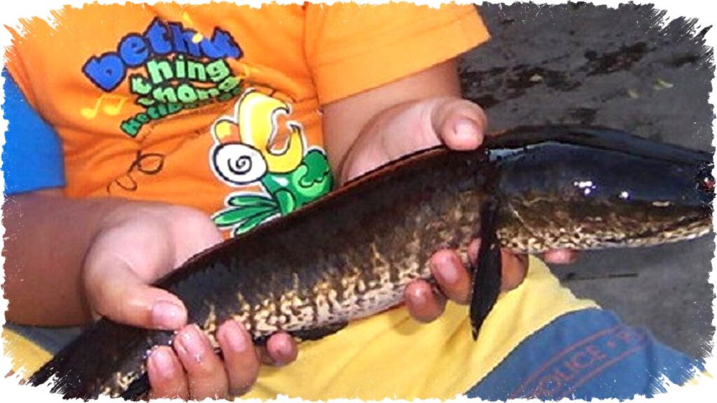 TOP 3 Panduan Ternak Ikan Gabus di Galon & Tips Agar Alpukat-Mangga Berbuah Lebat!