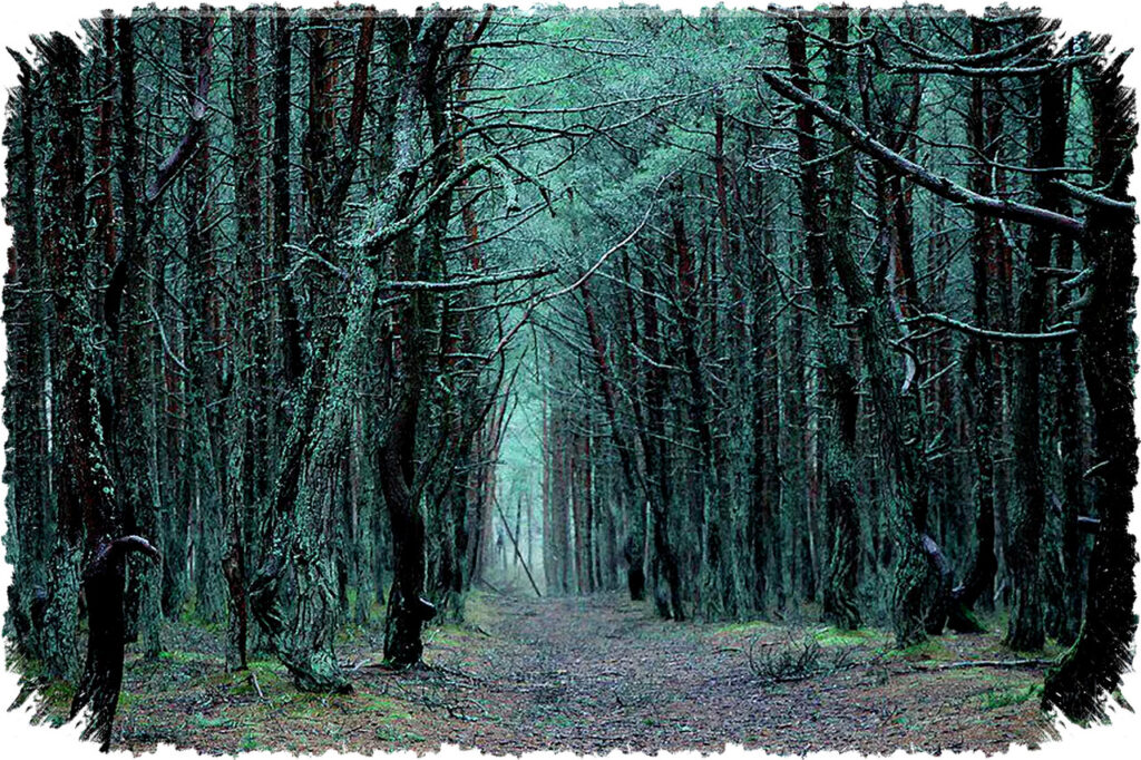 Fenomena Hutan Pinus Menari di Rusia: Misteri Batang Melengkung dan Keunikan Curonian Spit