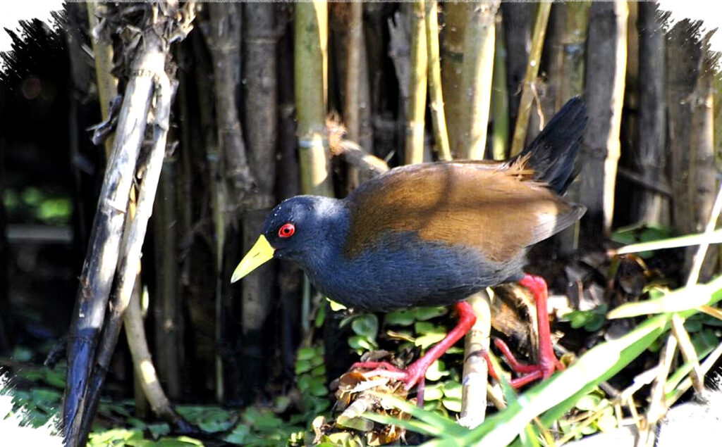 7 Fakta Unik Sakalava Rail, Burung Air Pemalu Endemik Madagaskar yang Terancam Punah