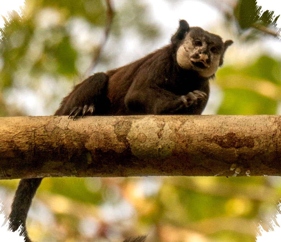 5 Fakta Unik Mottled Face Tamarin: Wajah Aneh, Habitat Amazon, dan Perannya di Ekosistem