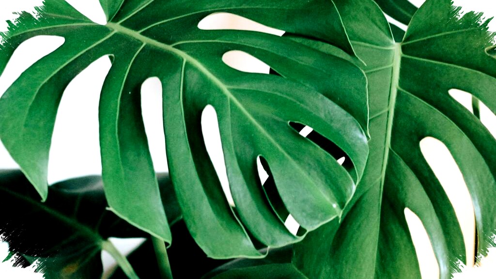 Cara Menyiram Monstera Agar Daun Lebar, Sehat, dan Terhindar dari Busuk Akar