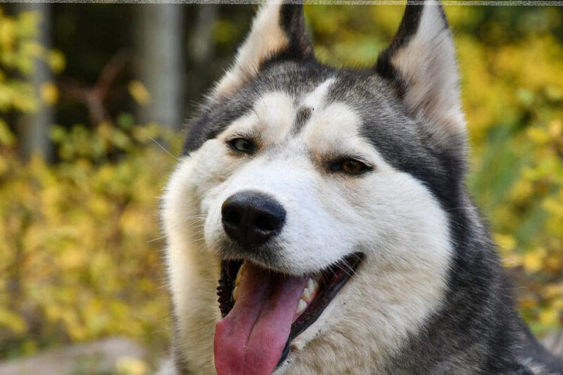 4 Penyebab Anjing Mendadak Galak dan Agresif: Trauma, Sakit, Sosialisasi, dan Pola Asuh Salah