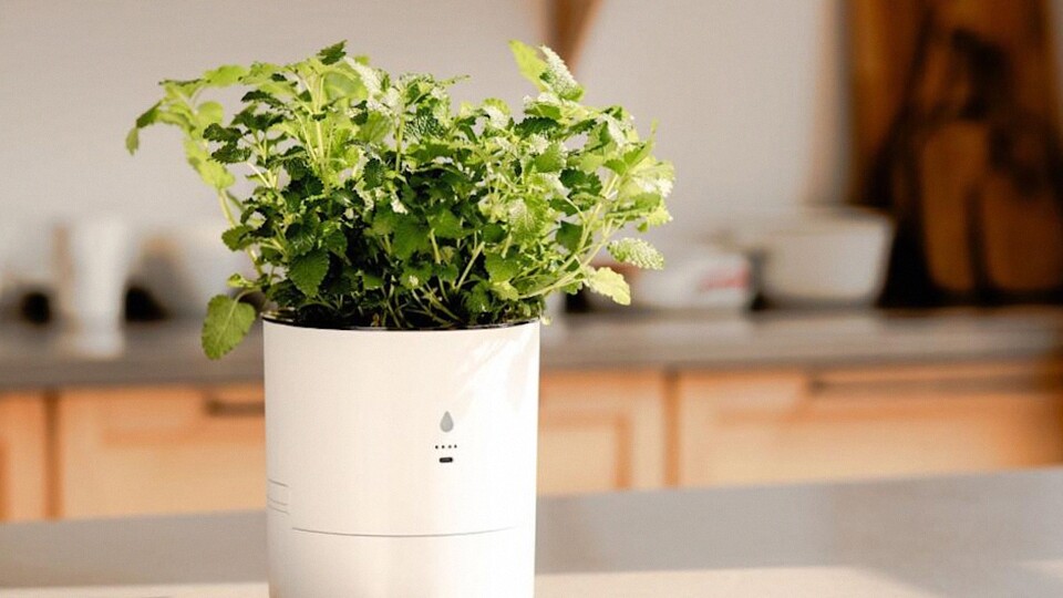 LeafyPod Luncurkan Sistem AI Cerdas untuk Merawat Tanaman Indoor Lebih Mudah dan Efektif