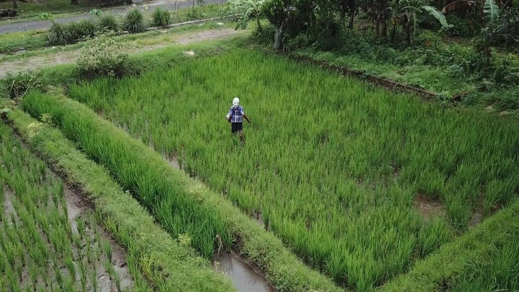 4 Teknik Efektif Jaga Produksi Panen Agar Lumbung Desa Selalu Penuh dan Produktif 4 Teknik Efektif Jaga Produksi Panen Agar Lumbung Desa Selalu Penuh dan Produktif