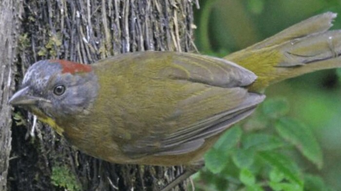 Burung Beracun di Papua Berkeliaran, Tubuh Terasa Terbakar Saat Tersentuh dan Dimakan